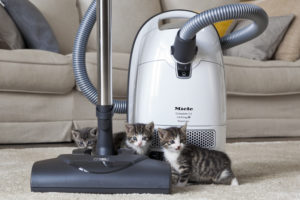 Miele Compact C2 Cat and Dog Review (Canada), C3 Comparison