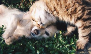 You might not get your pets to love each other like these two, but you can get urine stains out of your carpets with the steps below.