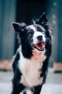 We love border collies, but we don't love pet allergies. Fortunately, the Cat & Dog lets us keep the former and ditch the latter.