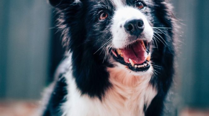Miele Complete C3 Cat & Dog for Household Allergies? Yes!