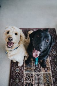 Pet-Friendly Bedroom Floors: The Best & Worst Options for Cats & Dogs