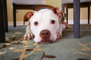 The 3 Best Dog-Friendly Floors and Pet-Proof Vacuums