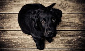 Which Wood Floor Options are Best for Dog-Friendly Homes?